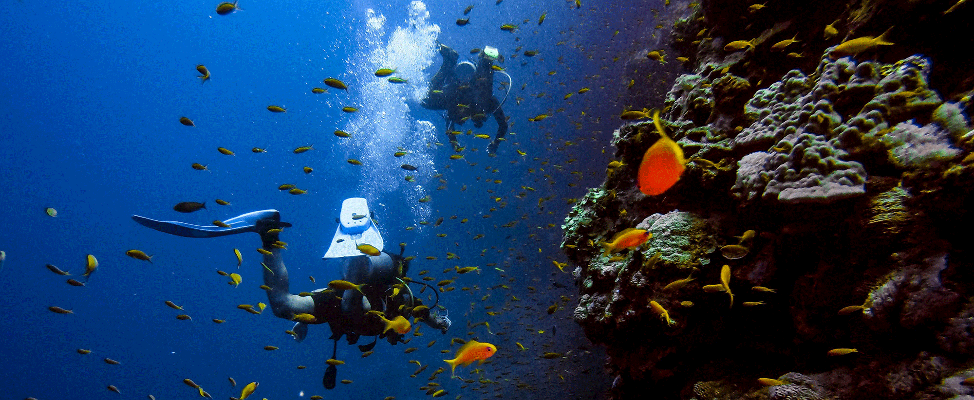 Divers in the reef