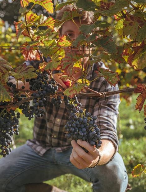 Man picking grapes
