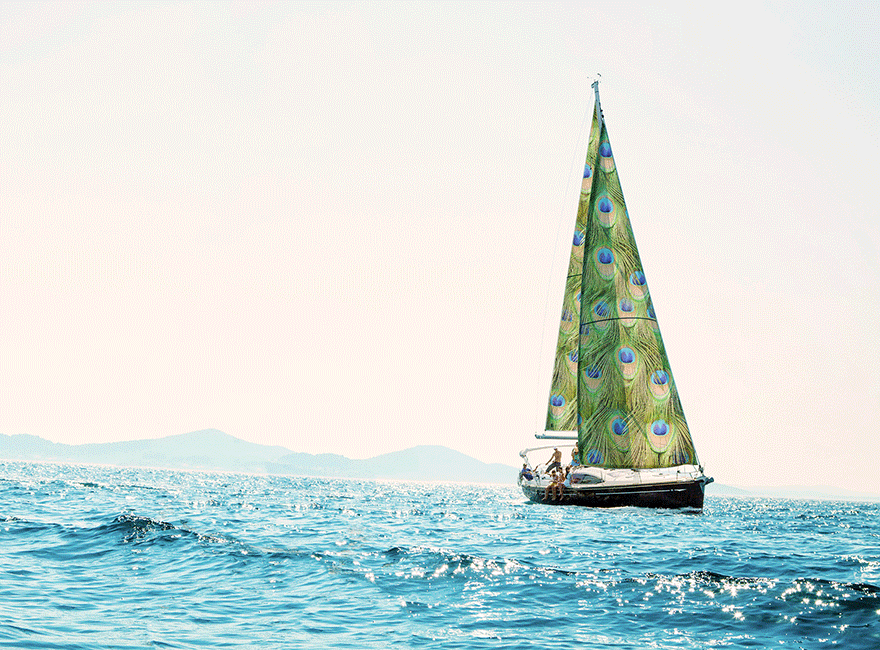 Peacock sailboat small