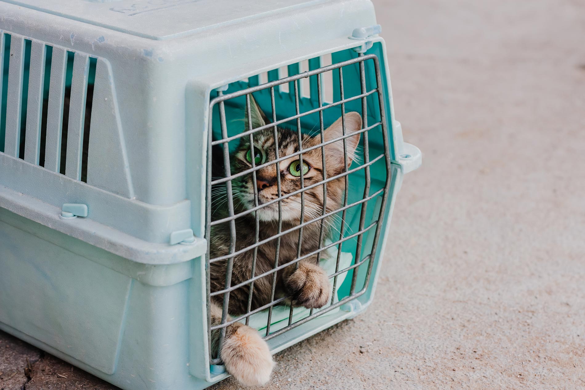 Cat inside a carrier in a vet's office