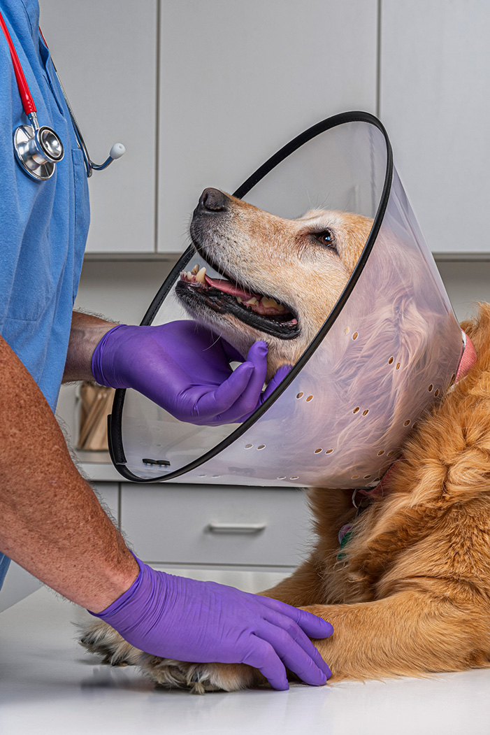 Doctor comforting a dog wearing a collar in veterinary office.