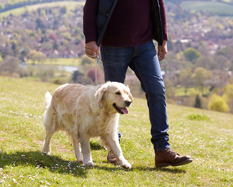 Man walking golden retriever across a hill with houses in the background