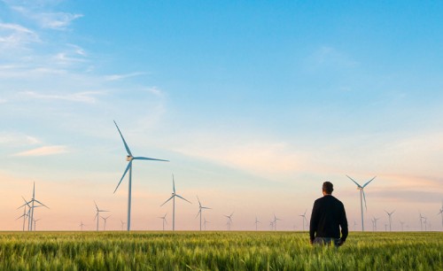 Man on green field of wheat with windmills for electric power production
