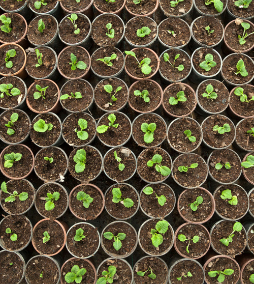 Seedlings growing in pots