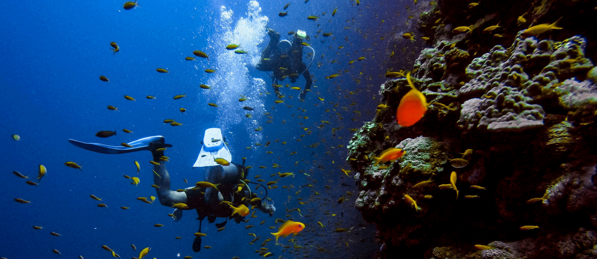 Divers in the reef