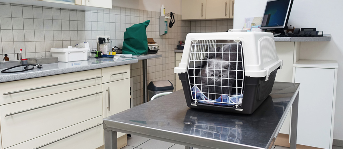 Cat and kittens in a carry cage on a metal veterinary table
