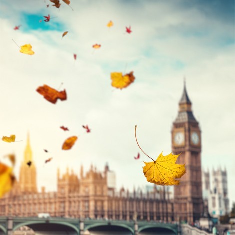Falling autumn leaves in front of the UK Houses of Parliament