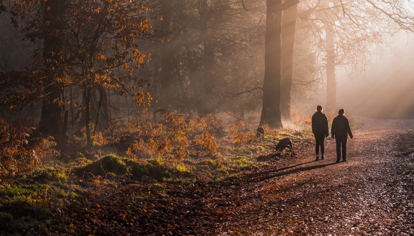 Mother and daughter walking dogs in tranquil misty woods panorama