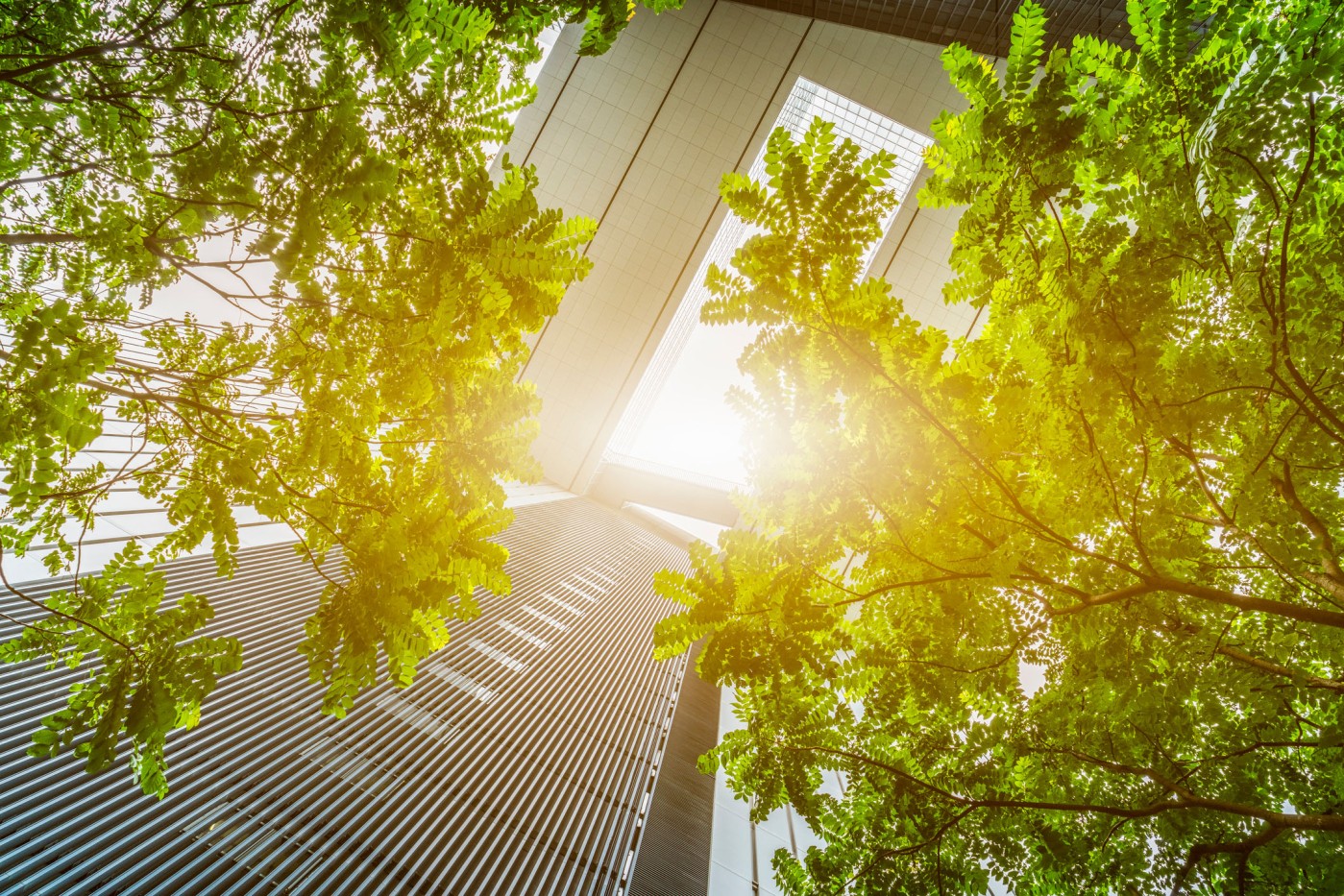 Trees outside by office