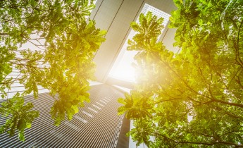 Trees against office buildings