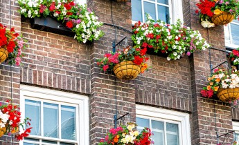 red flowers baskets building