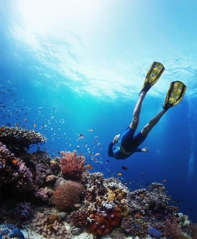 Diver swimming above coral